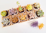 Assorted Succulent Cuttings (Rosette) Wooden Crate Square Pots