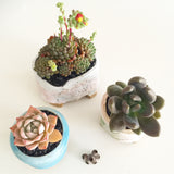 Collector's Succulent Plant Stoneware Pot