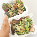 Assorted Mini Succulicious Starter Pack - Soul Made Boutique