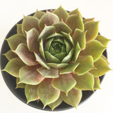 Plant - Sempervivum Purple Haze