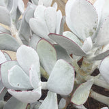 Plant - Cotyledon Orbiculata V. Undulata