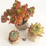 Collector's Succulent Plant Stoneware Pot