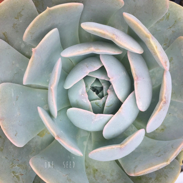 Plant - Echeveria Sp