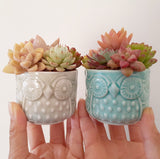 Assorted Succulent Garden Owl Pot