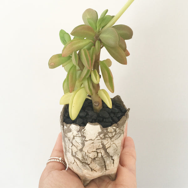 Collector's Succulent Plant Stoneware Pot