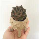 Collector's Succulent Plant Stoneware Pot
