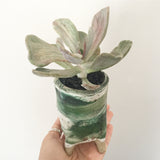 Collector's Succulent Plant Handmade Watercolour Pot - Pachyveria Jocelyn's Joy