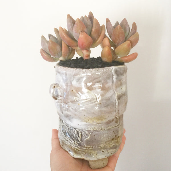 Collector's Succulent Plant Handmade Watercolour Pot