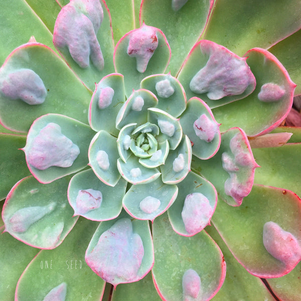 Plant - Echeveria Raindrops