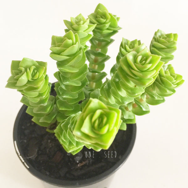 Plant - Crassula Green Pagoda