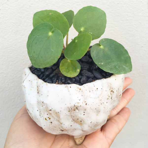 Collector's Succulent Plant Stoneware Pot