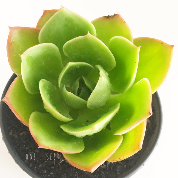 Plant - Echeveria Sp