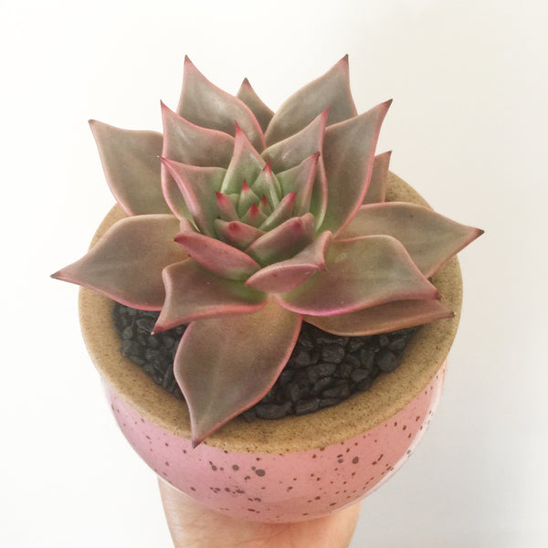 Collector's Succulent Plant Speckled Footed Pot