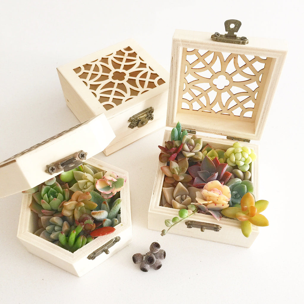 Assorted Succulent Cuttings (Miniatures) Gift Box - Soul Made Boutique