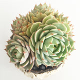 Collector's Succulent Plant Stoneware Pot