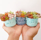 Assorted Succulent Garden Owl Pot