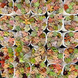 Assorted Succulent Pixie Candy Garden