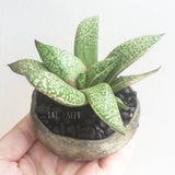 Collector's Succulent Plant Stoneware Pot - Soul Made Boutique