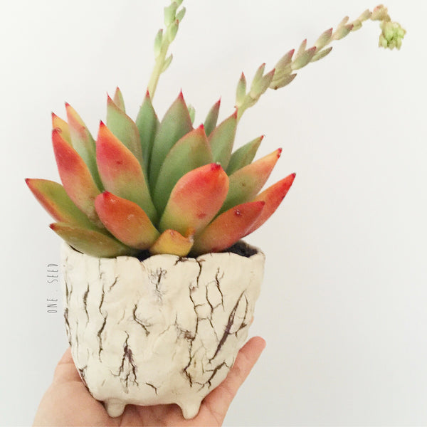 Collector's Succulent Plant Stoneware Pot