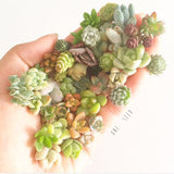 Assorted Mini Succulicious Starter Pack - Soul Made Boutique