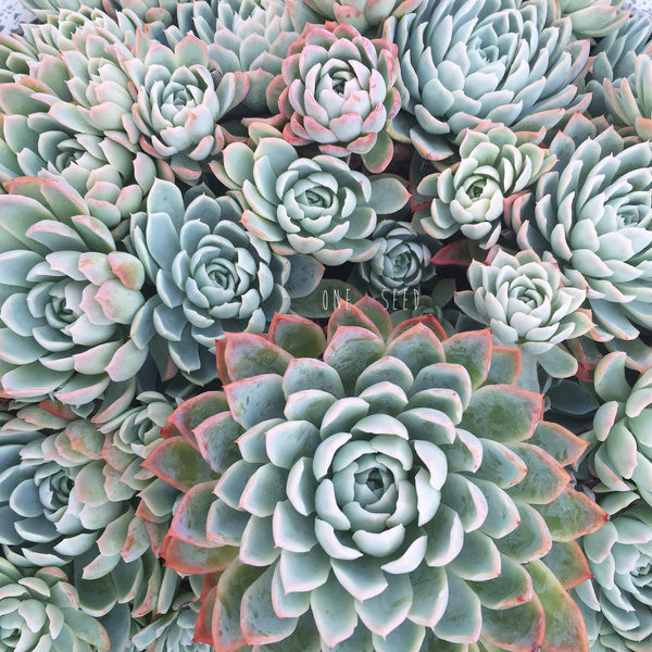 Plant - Echeveria Violet Queen