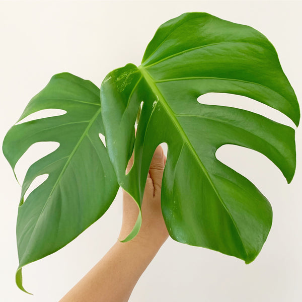 Plant - Variegated Monstera Deliciosa Plant