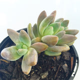 Plant - Graptoveria Hummels Cross