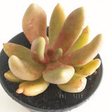 Plant - Pachyphytum Fittkaui