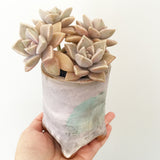 Collector's Succulent Plant Handmade Watercolour Pot