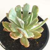 Plant - Echeveria Hoveyi
