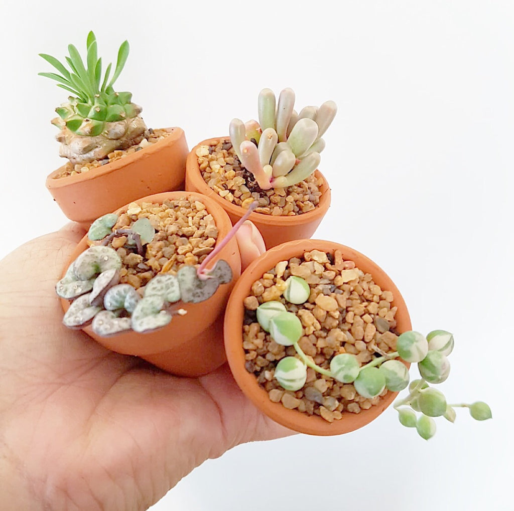 Assorted Succulent Plants (Small) with Pots