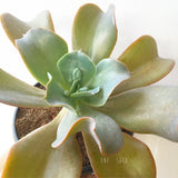 Plant - Echeveria Sp