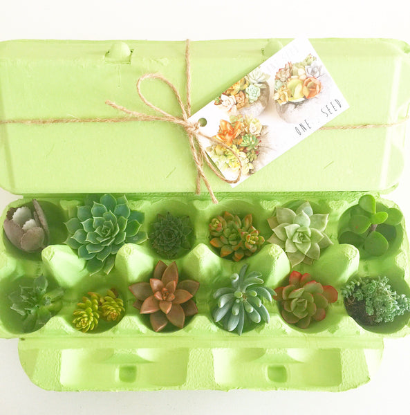 Little Green Box (June)