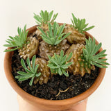 Plant - Euphorbia Japonica