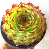 Plant - Sempervivum Sp