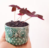 Collector's Succulent Plant Handmade Watercolour Pot - Oxalis