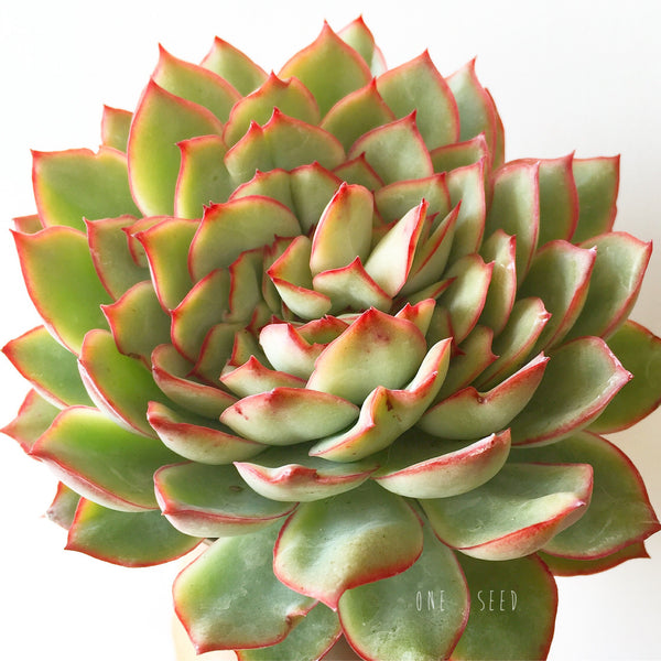 Plant - Echeveria Pulidonis Crest