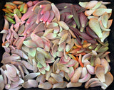 Adore Succulent Leaves (Pink, Purple, Peach and Red) Propagation Kit