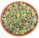 Assorted Mini Succulicious Starter Pack - Soul Made Boutique