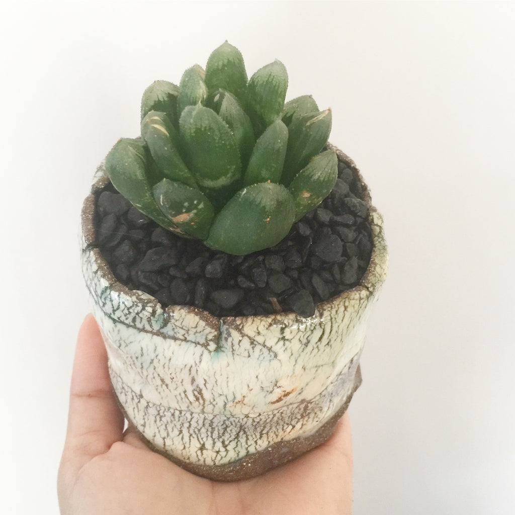 Collector's Succulent Plant Stoneware Pot