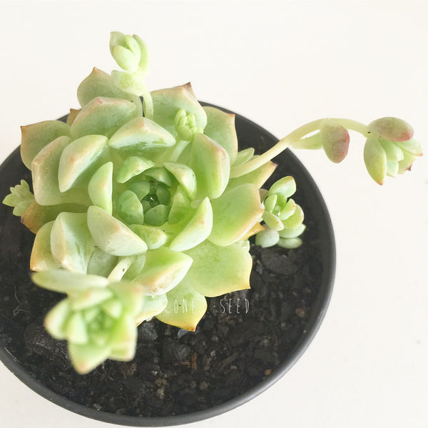 Plant - Echeveria Prolifica