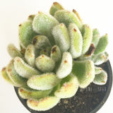 Plant - Echeveria Doris Taylor