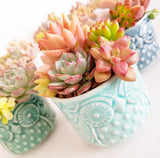 Assorted Succulent Garden Owl Pot