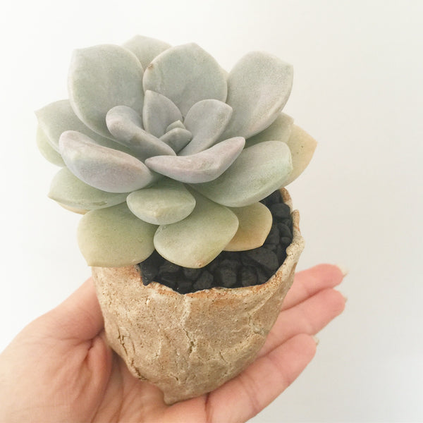 Collector's Succulent Plant Stoneware Pot