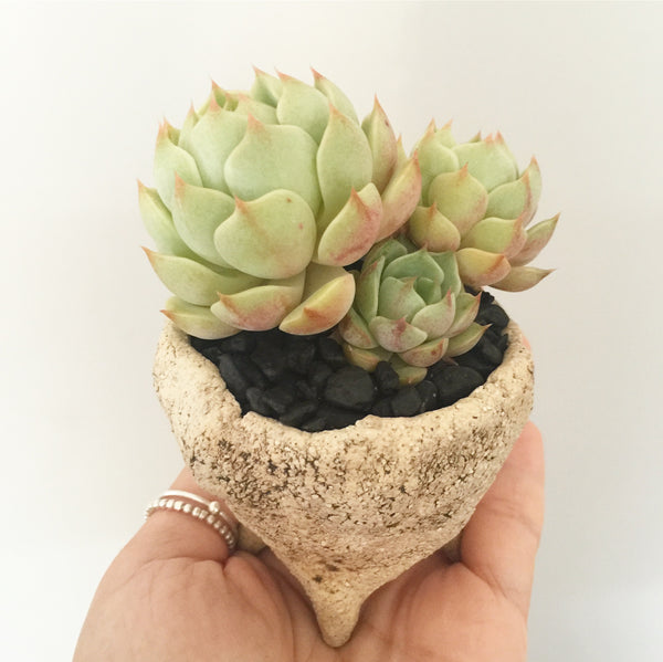 Collector's Succulent Plant Stoneware Pot