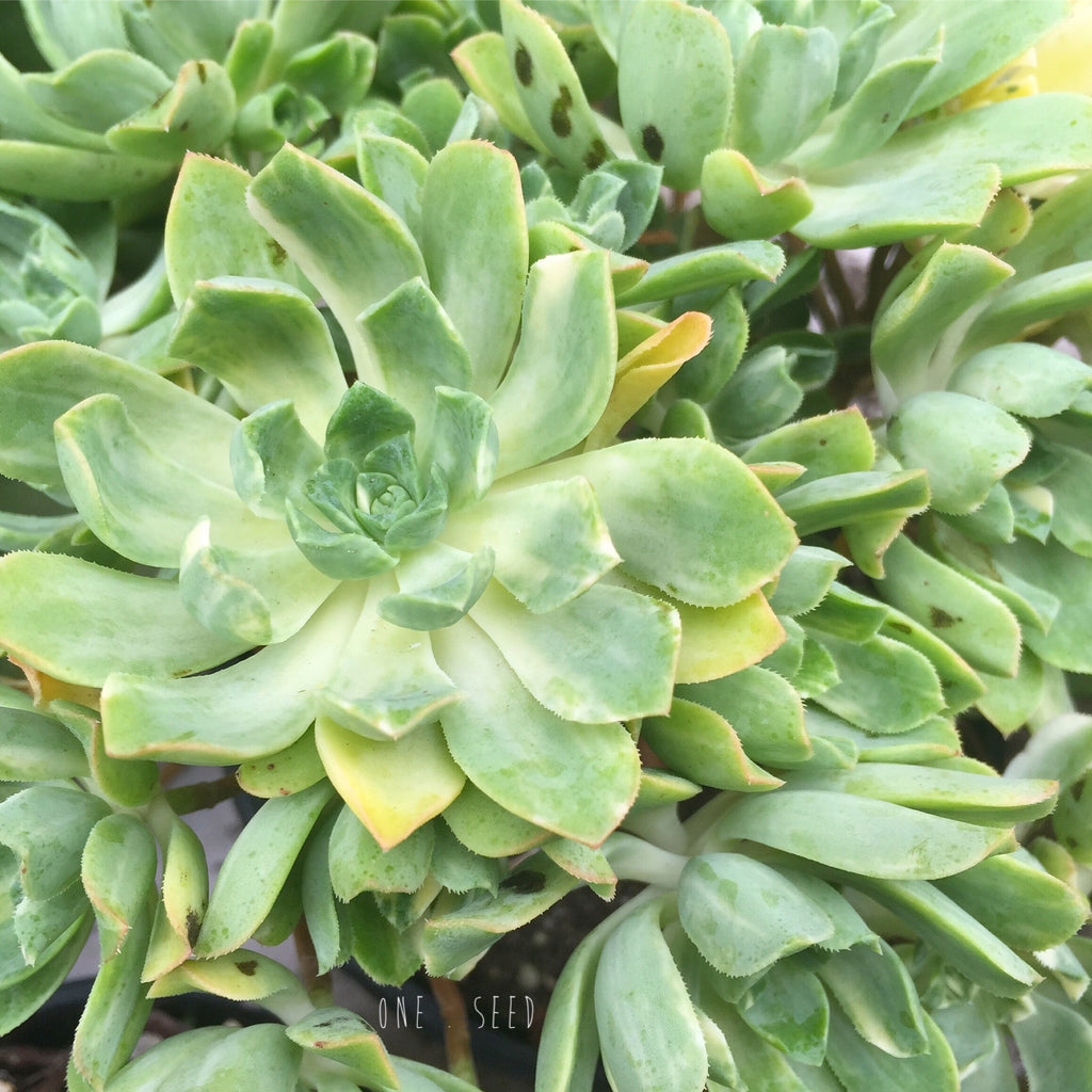 Plant - Aeonium Suncup