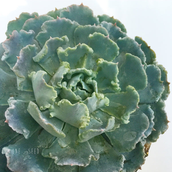 Plant - Echeveria Truffles