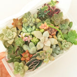 Assorted Succulent Plants (Small) with Pots - Soul Made Boutique