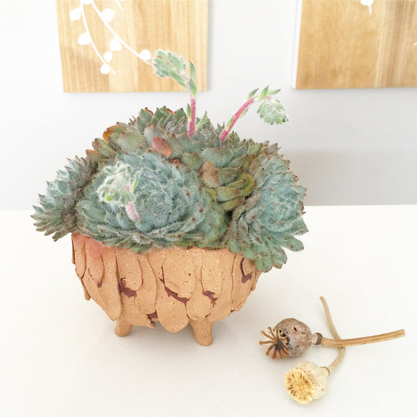 Collector's Succulent Plant Stoneware Pot - Soul Made Boutique