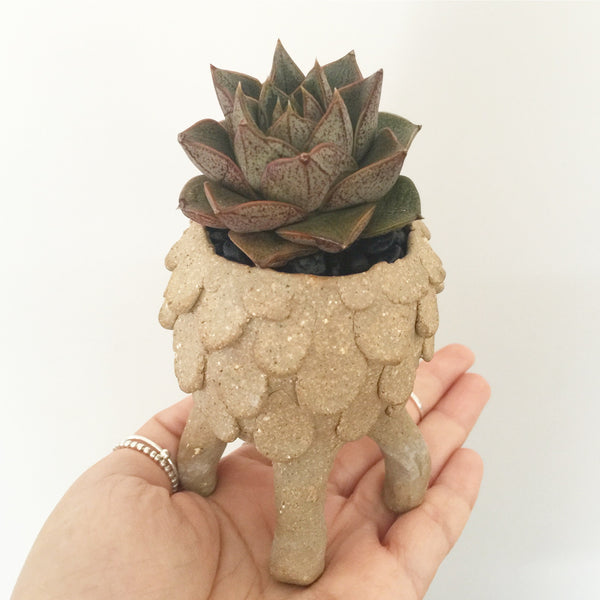 Collector's Succulent Plant Stoneware Pot